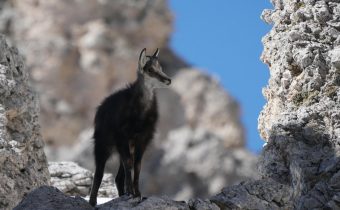 Capra neagră și habitatul în care se simte în siguranță