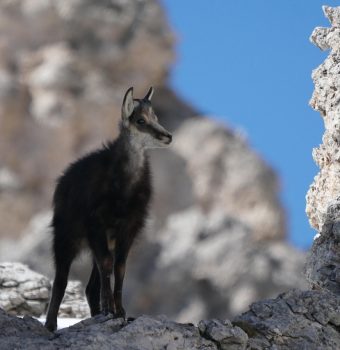 Capra neagră și habitatul în care se simte în siguranță