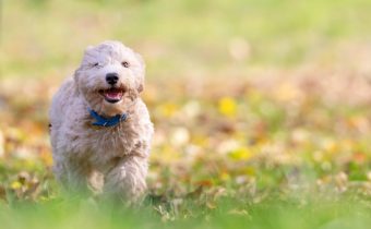 Idei de nume de căței pe care le vezi des în parcuri