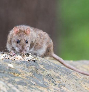 Contract DDD semnat înainte de sezon: ce urmăresc firmele și beneficiarii