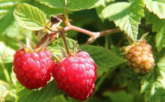 Ce proprietăți medicinale are ceaiul de zmeur