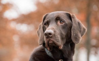 Curiozități despre câini: cum recunosc emoțiile oamenilor