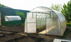 Cum alegi policarbonatul pentru o seră în funcție de culturile cultivate