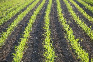 Cum se pregătește terenul pentru porumb