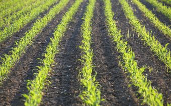 Cum se pregătește terenul pentru porumb