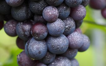 Reguli pentru folosirea pesticidelor în gospodărie