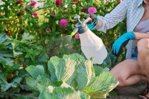 Concentrat de insecticid – Cum sa alegi si sa aplici corect in locuinta ta